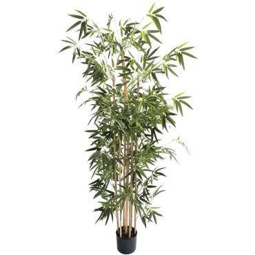 Διακοσμητικό φυτό bamboo σε γλάστρα