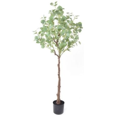 Διακοσμητικό φυτό Silver dollar eucalyptus σε γλάστρα 150