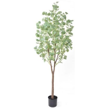 Διακοσμητικό φυτό Silver dollar eucalyptus σε γλάστρα 180