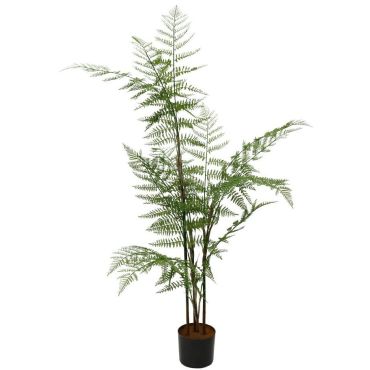 Διακοσμητικό φυτό Hericium Fern σε γλάστρα 130