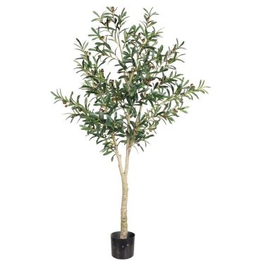 Διακοσμητικό φυτό Olive Tree σε γλάστρα