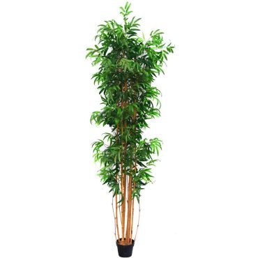 Διακοσμητικό φυτό bamboo σε γλάστρα 220