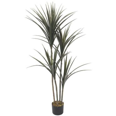 Διακοσμητικό φυτό Yucca σε γλάστρα 