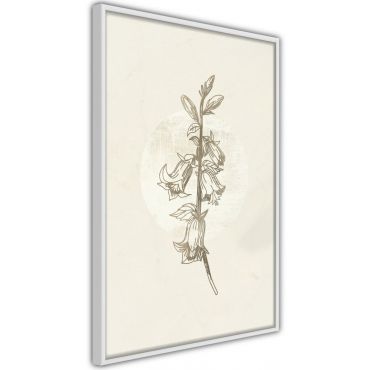 Αφίσα - Beige Campanula