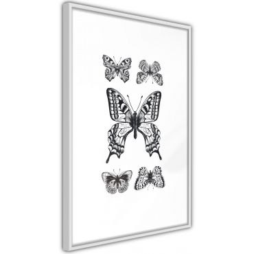 Αφίσα - Butterfly Collection IV