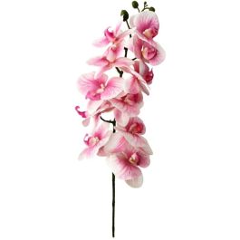 Διακοσμητικό λουλούδι Orchidee