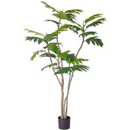 Διακοσμητικό φυτό breadfruit σε γλάστρα 180