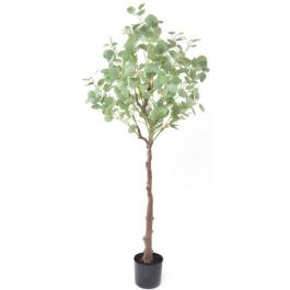 Διακοσμητικό φυτό Silver dollar eucalyptus σε γλάστρα 150