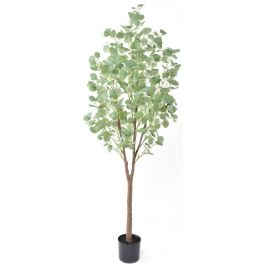 Διακοσμητικό φυτό Silver dollar eucalyptus σε γλάστρα 180