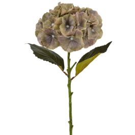 Διακοσμητικά λουλούδια Hydragea