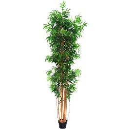 Διακοσμητικό φυτό bamboo σε γλάστρα 220
